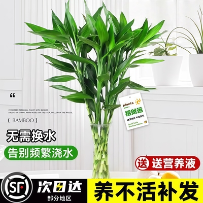 富贵竹水培植物客厅招财绿植花卉室内水竹粗杆带根转运竹水养盆栽