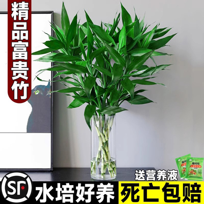 富贵竹水培植物养粗杆发财树