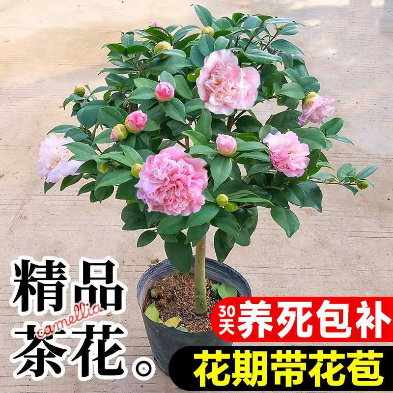 茶花盆栽四季香妃花卉盆栽易活庭院山茶花树苗带花苞花苗好养耐寒