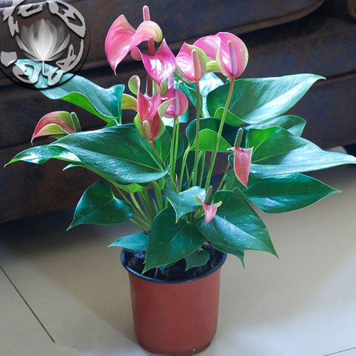 粉掌红掌花卉水养四季常青植物