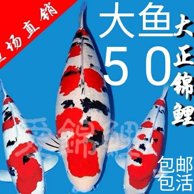 锦鲤鱼活鱼金鱼冷水观赏鱼大型淡水鱼好养好活风水鱼大正孔雀金松