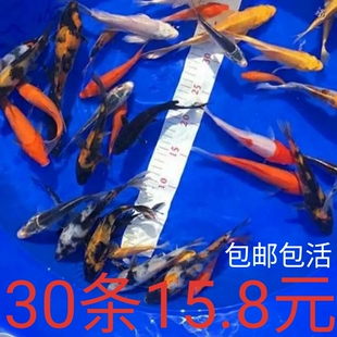 小型观赏鱼小鱼活锦鲤鱼活体苗冷水鱼饲料鱼好养易活花草金鱼活鱼