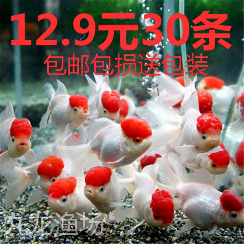 冷水观赏鱼活小金鱼活体锦鲤鱼苗
