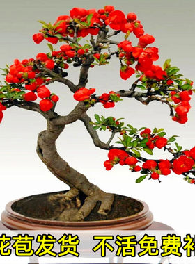 长寿冠海棠花盆栽树苗庭院好养活