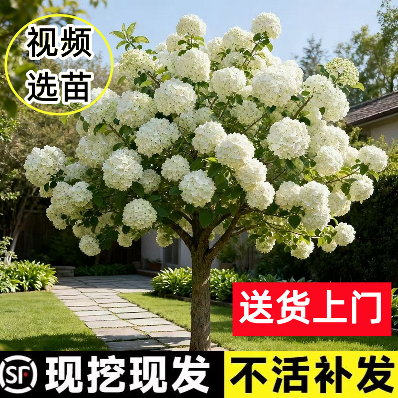 顺丰送到家【包活一年】欧洲绣球