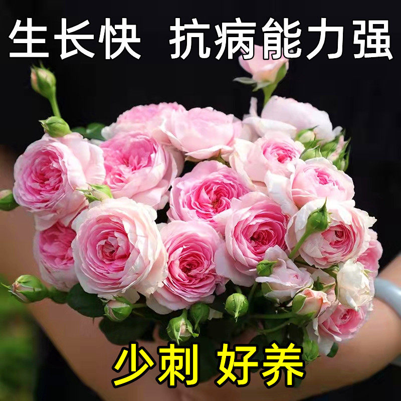 我的心月季花苗爬藤大花浓香四季藤本蔷薇花庭院盆栽植物玫瑰花卉