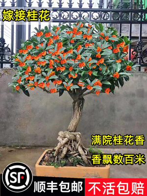 桂花盆栽嫁接四季桂树苗大树庭院地栽八月桂花苗可食用浓香型丹桂