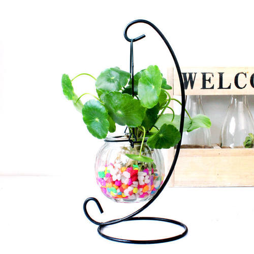 水栽培植物价格 水栽培植物图片 星期三