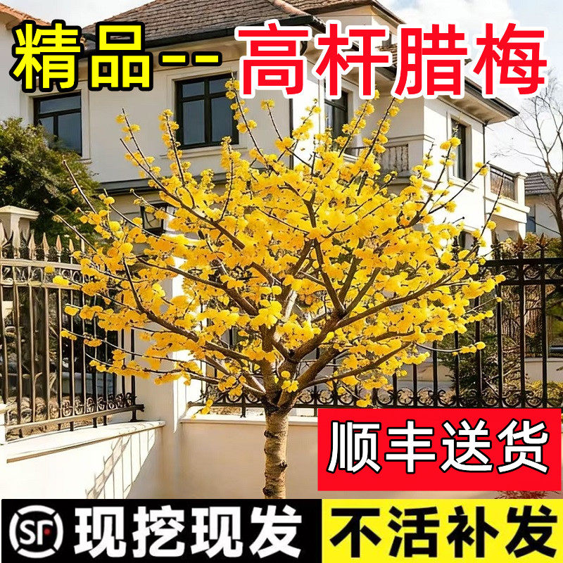 腊梅花树苗高杆素心腊梅树带花苞地栽盆栽老桩浓香型原生红梅树苗