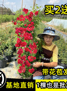 【顺丰包邮】木香花树苗庭院植物