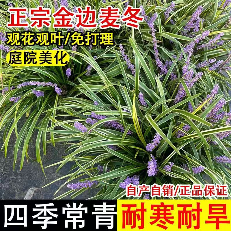 金边阔叶麦冬草四季常青耐寒耐热图片