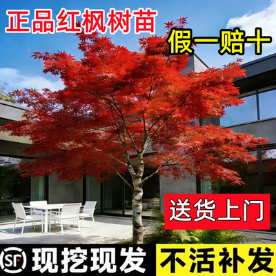 顺丰包邮【包活一年】红枫鸡爪槭