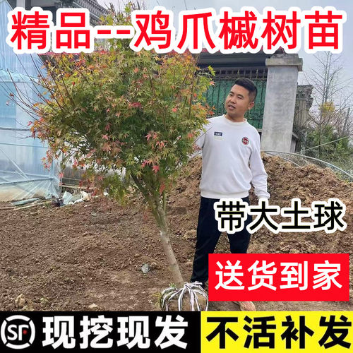 【顺丰快递】鸡爪槭红舞姬送到家