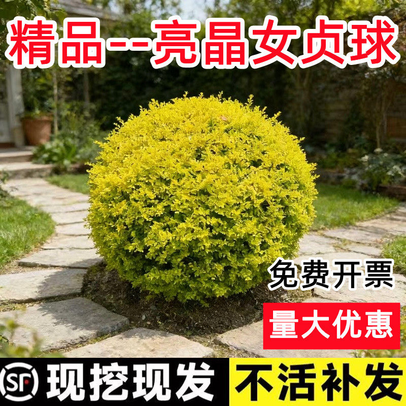 亮晶女贞独杆造型树苗小叶女贞棒棒糖庭院绿化园林工程苗耐寒耐旱