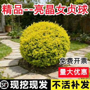 亮晶女贞独杆造型树苗小叶女贞棒棒糖庭院绿化园林工程苗耐寒耐旱