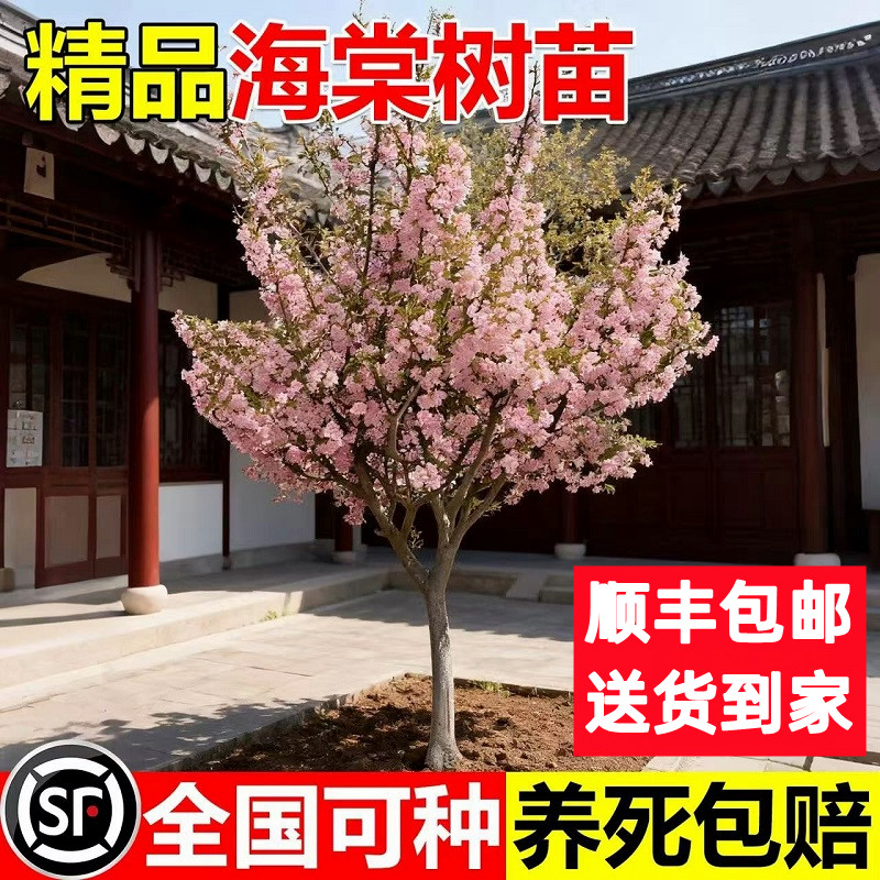 顺丰送到家【包活一年】海棠树苗