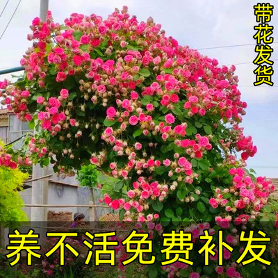 胭脂扣月季花苗藤本爬藤植物庭院阳台特大花蔷薇大苗四季多头玫瑰