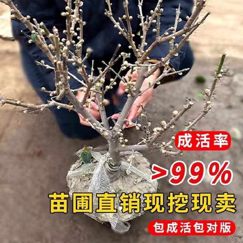 腊梅花树苗盆景老桩耐寒好养