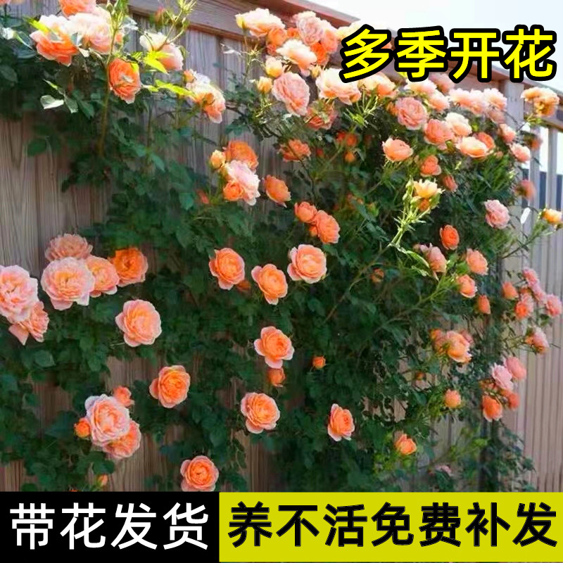 藤本月季甜梦爬藤爬墙攀援庭院植物盆栽带花苞四季开花多头勤花卉 鲜花速递/花卉仿真/绿植园艺 月季/蔷薇/玫瑰 原图主图