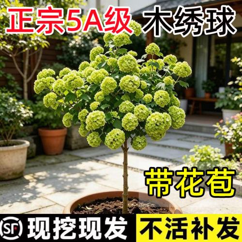 【顺丰包邮】欧洲木绣球独杆树苗
