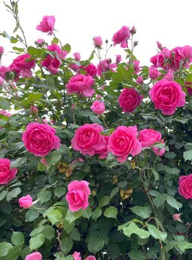 大游行爬藤庭院四季开花浓香型