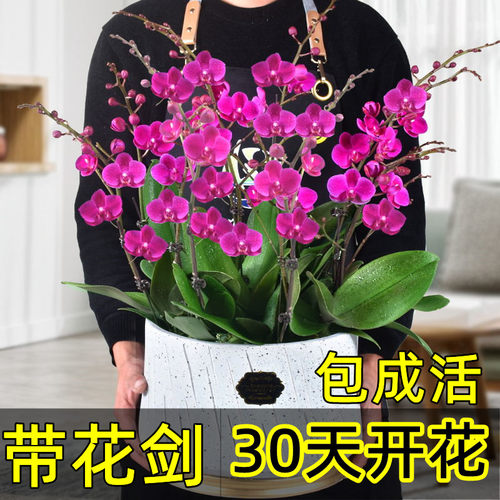 带花剑大苗四季开花不断好养好活