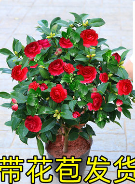 茶花庭院春季带花苞花卉