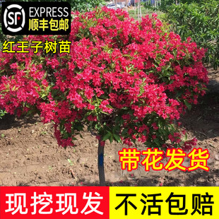 红王子锦带花树苗盆栽丛生五彩锦带庭院地栽耐寒耐冻花卉绿化苗木