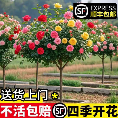 【顺丰发货】棒棒糖树桩大花月季