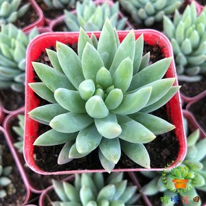 【多肉植物佛手图片】近期361组多肉植物