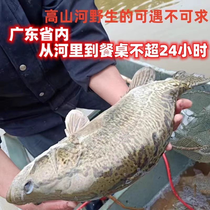 河野的生桂花鱼新鲜鲜活现捕现杀
