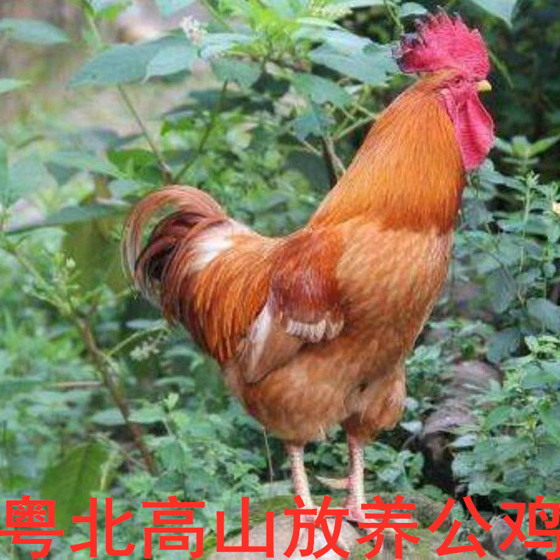 顺丰韶关现杀走地鸡高山放养