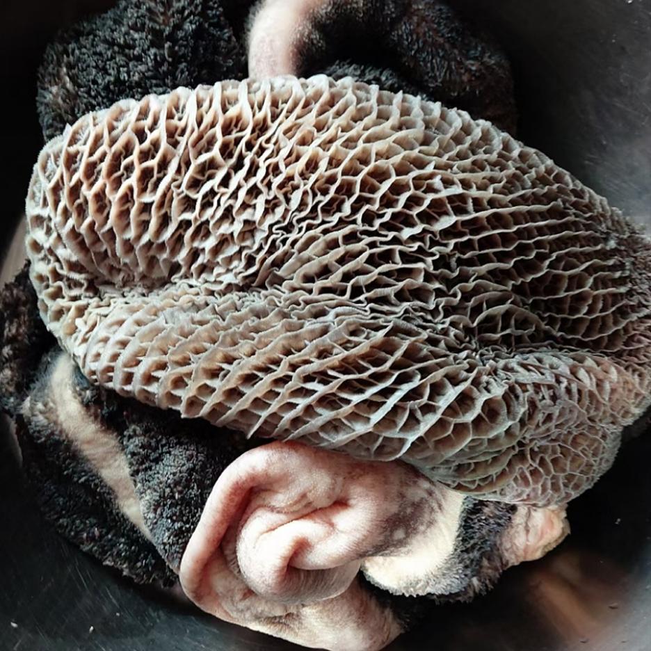 顺丰现杀发新鲜土黄牛肚10斤农家放养吃草牛肚草肚火锅食材牛肉