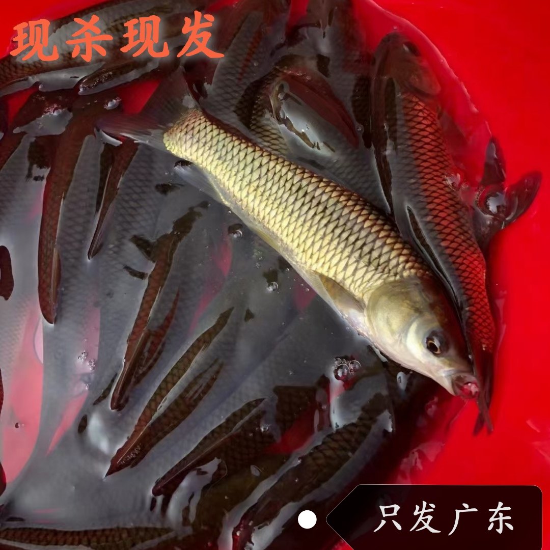 韶关高山河乐昌峡大草鱼活鱼野生现杀发456789斤农村生态新鲜活鱼