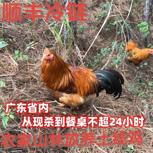 顺丰新鲜现杀现发农家一年半土线鸡阉鸡太监鸡毛重7斤多鸡带内脏