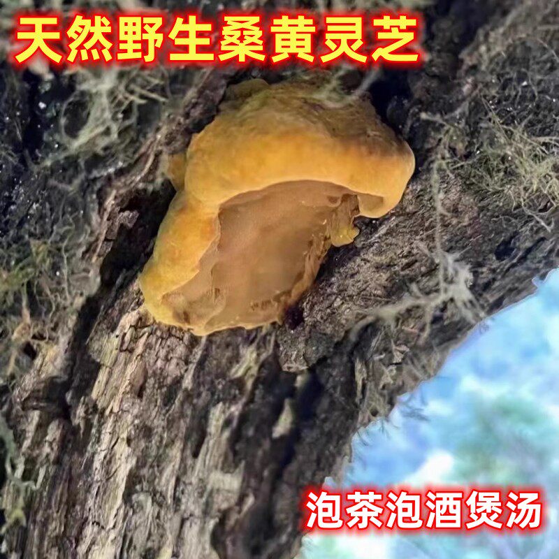 韶关高山天然纯野生桑黄灵芝干切片新鲜晒干500克清香不苦泡茶酒