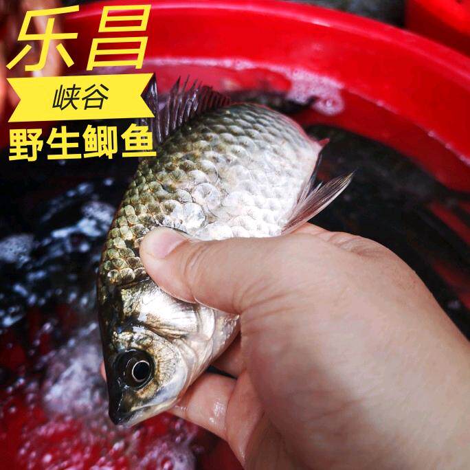 高山河野的鲫鱼现捕2斤新鲜活鱼