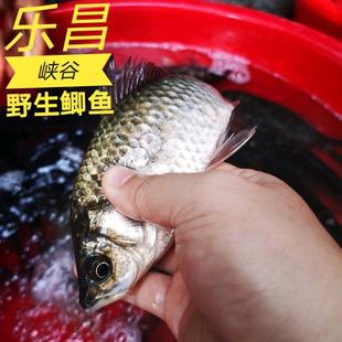 顺丰韶关乐昌峡谷高山河野的生鲫鱼现捕2斤新鲜活鱼现杀鲫鱼
