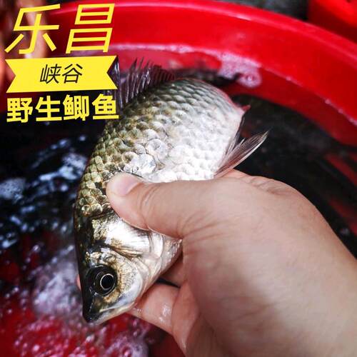 高山河野的鲫鱼现捕2斤新鲜活鱼