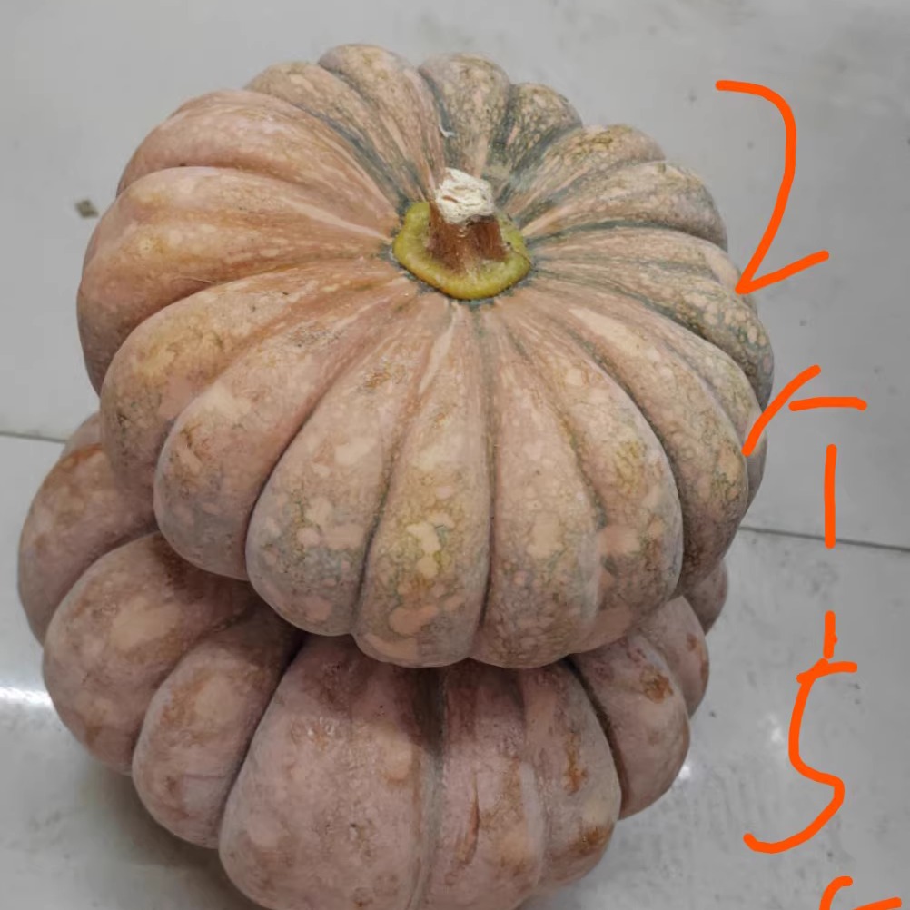 高山农家肥种植板栗南瓜又粉又甜