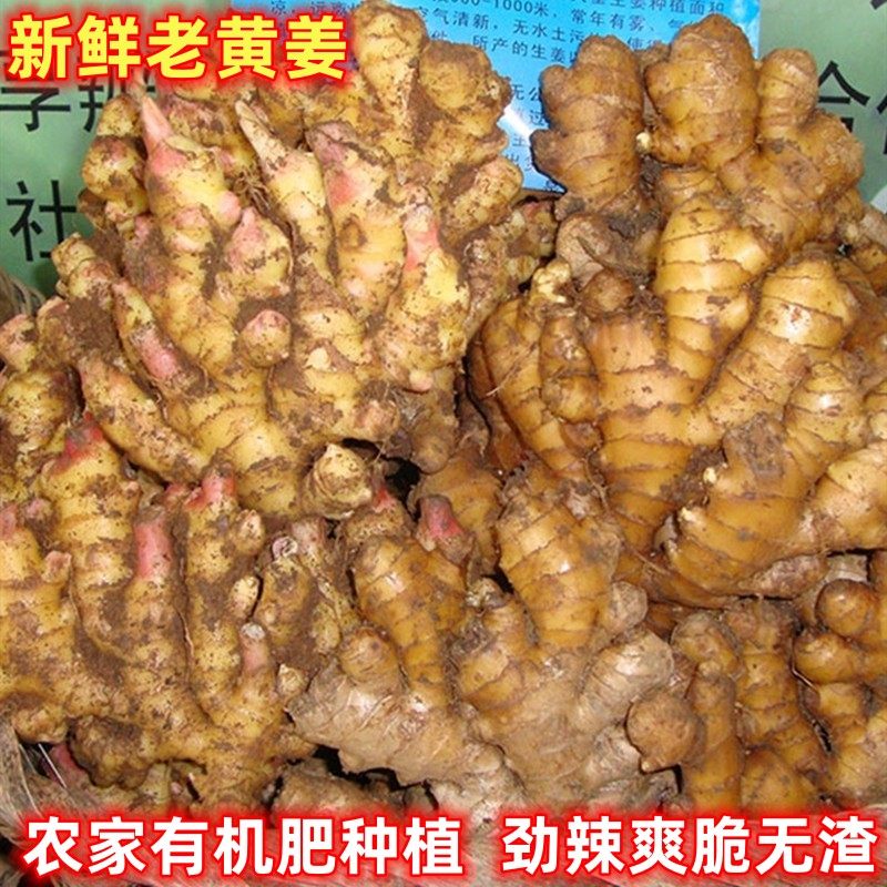 广东高山云雾姜入药姜子老黄姜月仔姜粤北天堂高山姜生鲜姜5斤