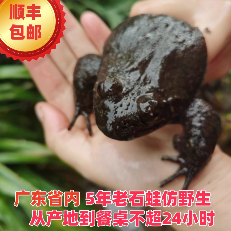 粤北石蛙月子土石蛤蟆棘胸蛙产妇
