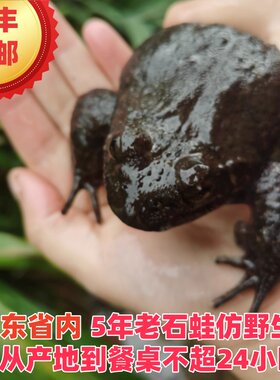 粤北石蛙月子土石蛤蟆棘胸蛙产妇