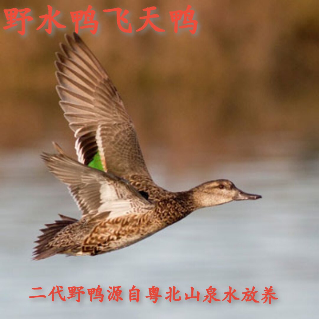 顺丰飞天鸭野土鸭水鸭新鲜现杀现发180天整只带内脏山泉水脆香鸭