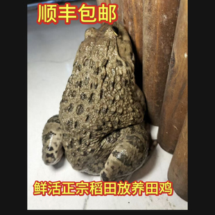 顺丰农家稻田生态新鲜田鸡活体5斤老田鸡精选煲汤清蒸煮粥非牛蛙