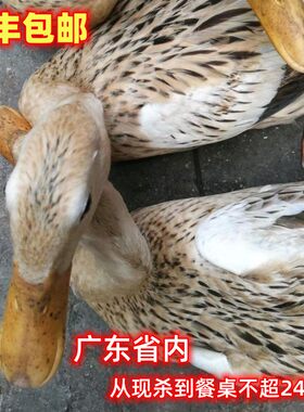 现杀新鲜麻鸭生态放养农村河鸭