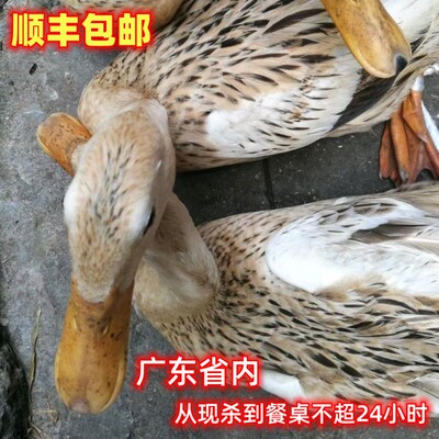 现杀新鲜麻鸭生态放养农村河鸭