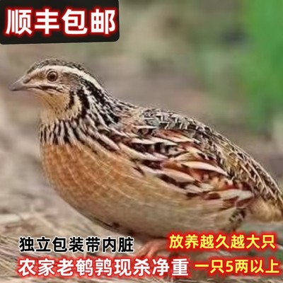 现杀鹌鹑农家放养煲汤老人清甜