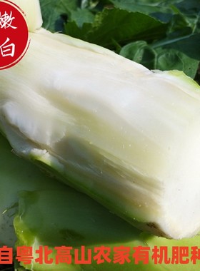 新鲜青菜头大头菜韶关高山农家自种5斤绿色甜芥菜青菜头棒棒菜头