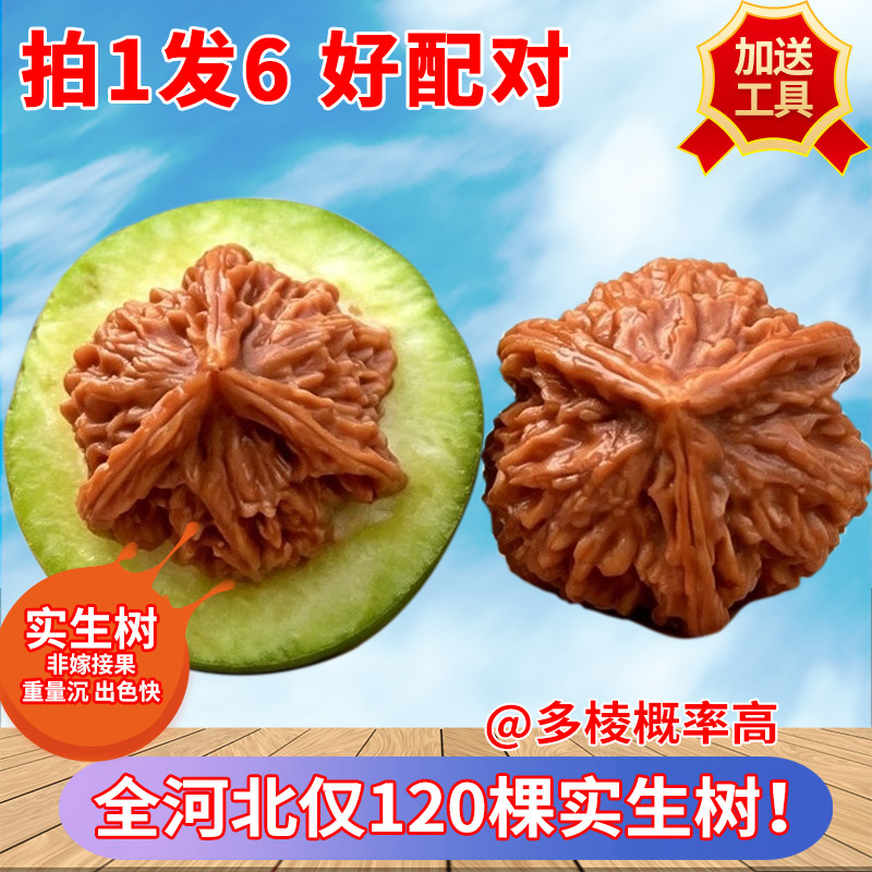【实生树】青皮文玩核桃精品易开三棱狮子头麒麟纹大官帽手盘核桃